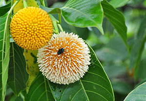 ตุ้มหลวง Neolamarckia cadamba (Roxb.) Bosser <br/>Rubiaceae